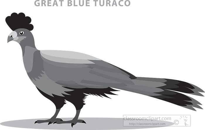 burundi-national-bird-great-blue-turaco-gray-color.jpg