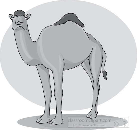 camel_31412_05_gray.jpg