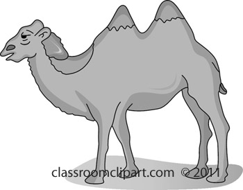 camel_4_11B.jpg