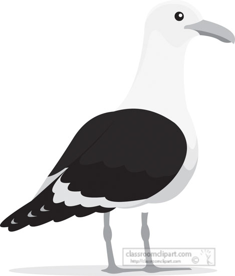 cape-gull-bird-gray-clipart.jpg