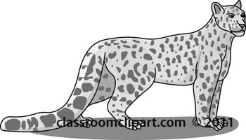 cheetah-0509-24-gray.jpg