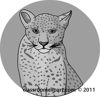 cheetah-face-0509-gray.jpg