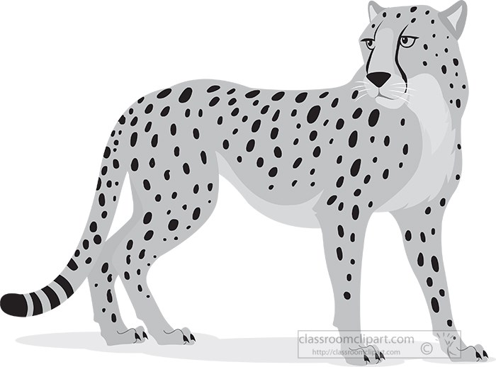 cheetah-gazing-over-shoulder-vector-gray-color.jpg