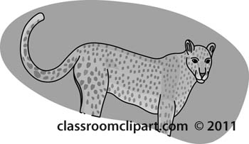 cheetah-gray-18509.jpg