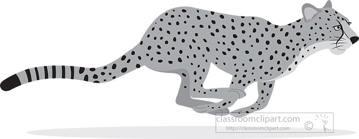 cheetah-running-white-background-vector-gray-color.jpg