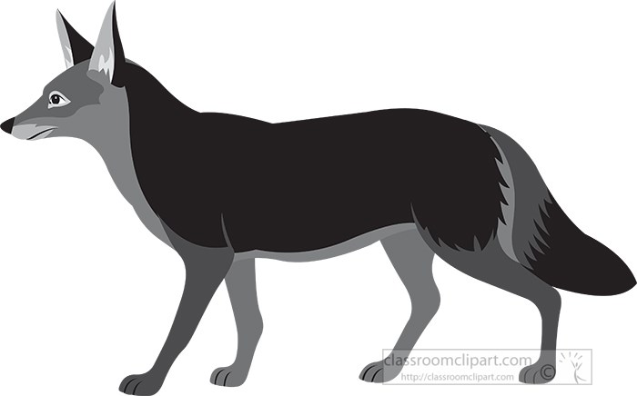 coyote-gray-color-23.jpg