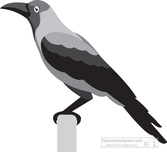crow-bird-gray-clipart.jpg