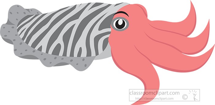 cuttlefish-gray-color-sea-animal-gray-color.jpg