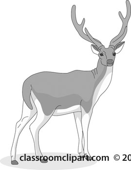deer-05-gray-112.jpg