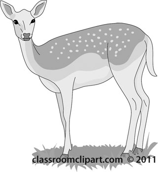 deer-gray04-112.jpg