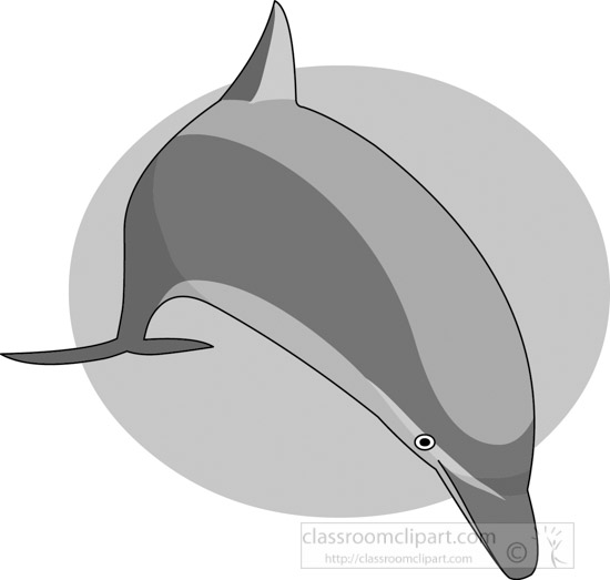 dolphin-gray-12212_05.jpg