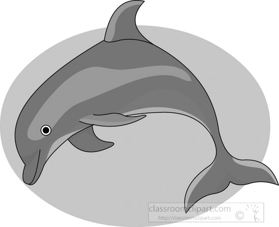 dolphin-gray-12212_06.jpg