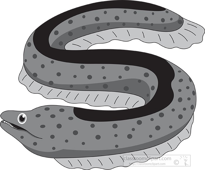 eel-sea-animal-gray-color.jpg
