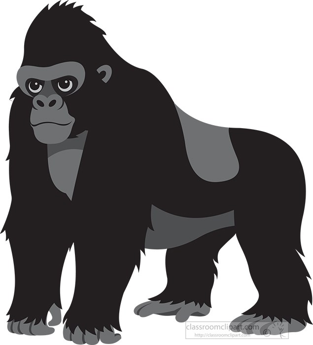 gorilla-gray-color.jpg