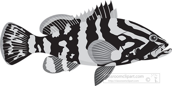 grouper-fish-gray-color.jpg