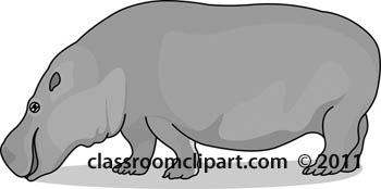hippopotamus-gray-509.jpg