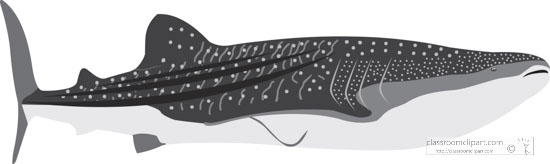 huge-whale-shark-marine-animal-gray-clipart.jpg