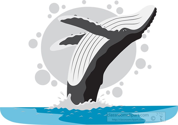 humbpack-whale-breaching-gray-color.jpg