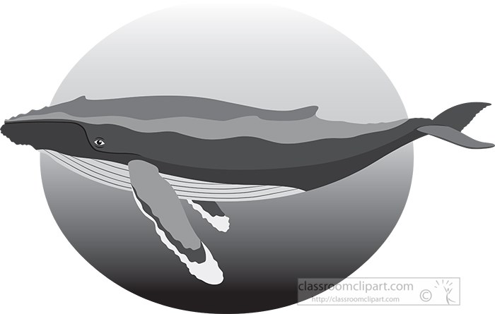 humpback-whale-in-natural-environment-gray-color.jpg