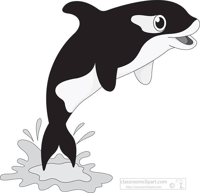 killer-orca-whale-jumping-out-of-the-water-gray-color.jpg