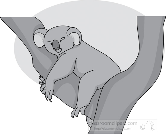 koala_bear_314_02A_gray.jpg