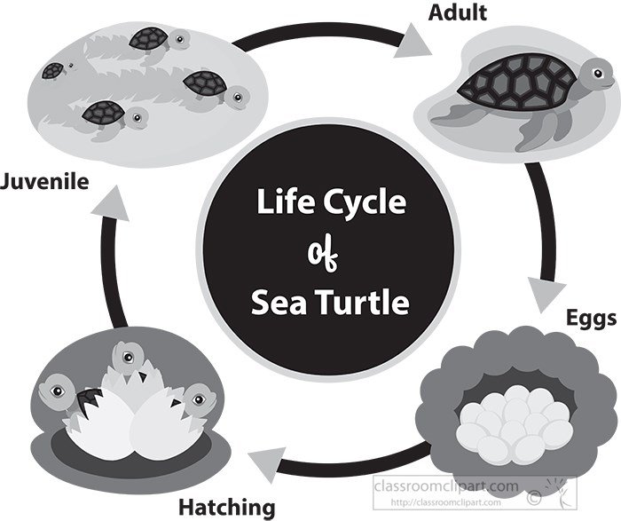 life-cycle-diagram-of-sea-turtle-gray-color.jpg