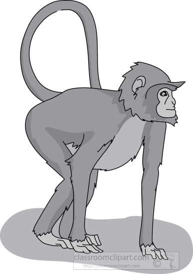 monkey_curly_tail_04A_gray.jpg