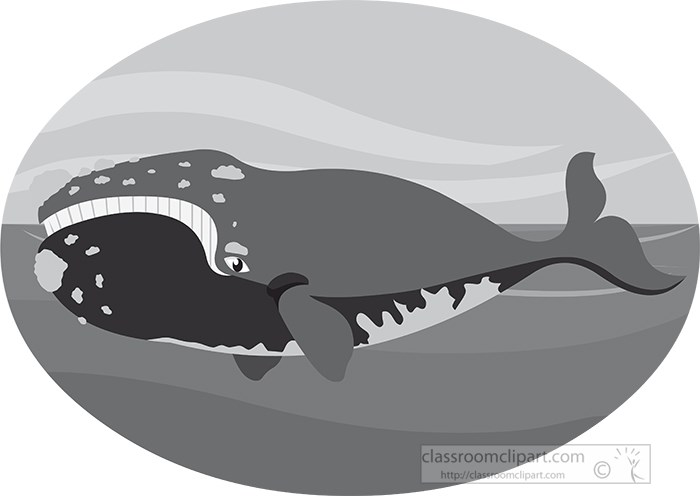 northern-right-whale-gray-color.jpg