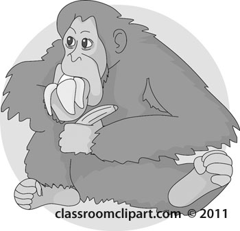 orangutan-02-gray.jpg