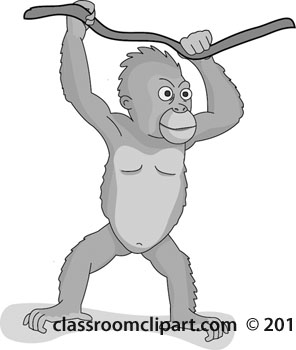 orangutan-112-01-gray.jpg