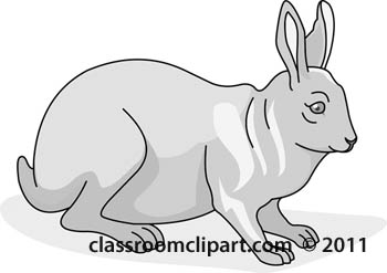 rabbit-gray-1111.jpg