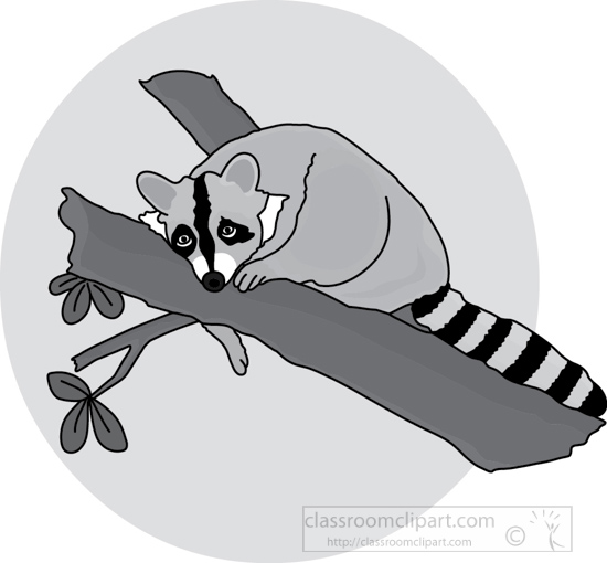raccoon_312_4_gray.jpg