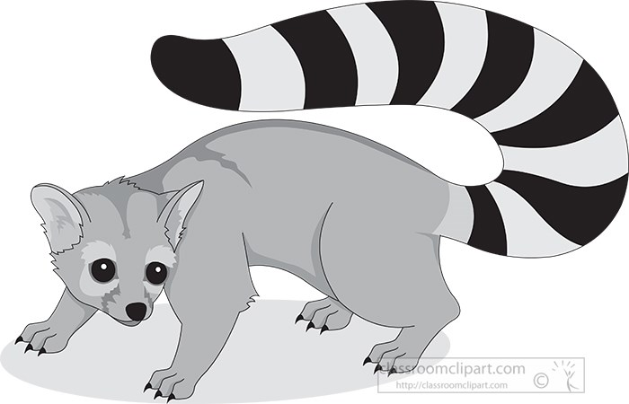 ringtail-animal-cat-gray-color.jpg