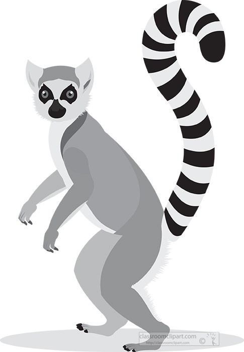ringtail-animal-lemur-gray-color.jpg