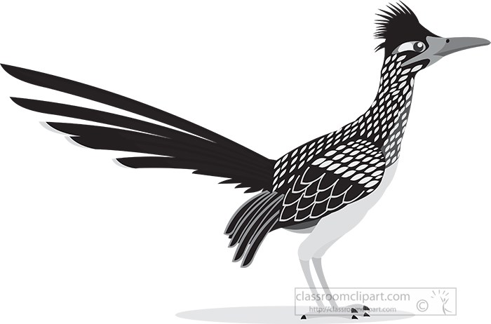 roadrunner-bird-animal-gray-color.jpg