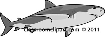 shark-05A-gray-12.jpg