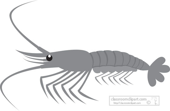 shrimp-marine-animal-gray-clipart-818.jpg