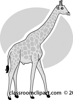 standing-giraffe-2A-gray.jpg