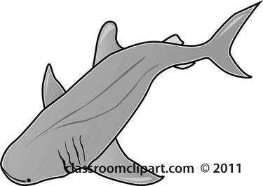 swimming-shark-gray.jpg
