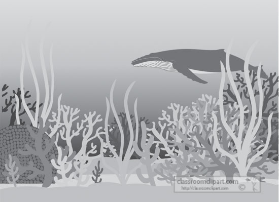 whale-swimming-under-ocean-coral-reefs-gray-clipart.jpg