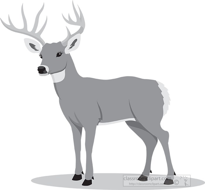 white-tail-deer-with-big-antlers-gray-color.jpg