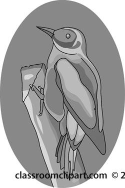 woodpecker-bird-gray.jpg