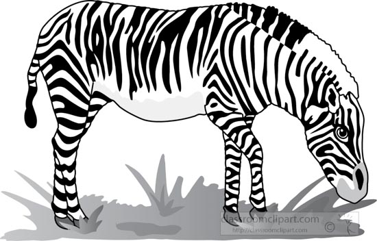 zebra_327_2Agray.jpg