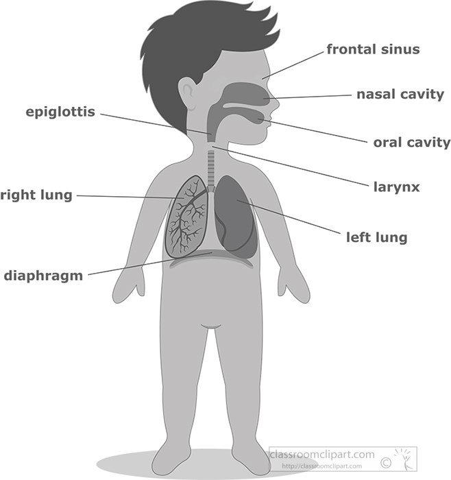 pn_respiratory-system-labeled-lungs-kid-anatomy-gray-color.jpg