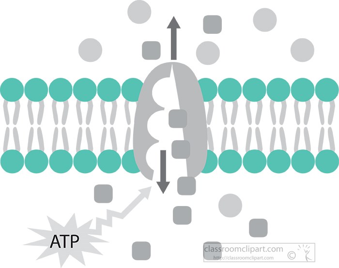 active-transport-of-molecules-across-cell-membrane-gray-color.jpg