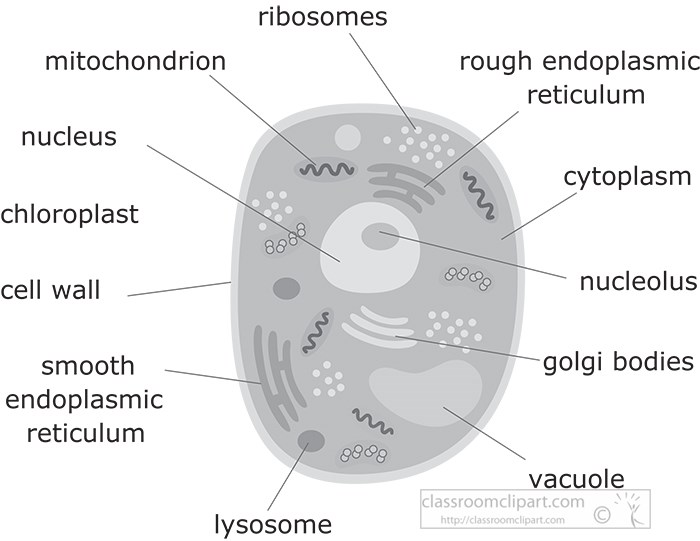 Science Gray and White Clipart - animal-cell-structure-gray-color -  Classroom Clipart