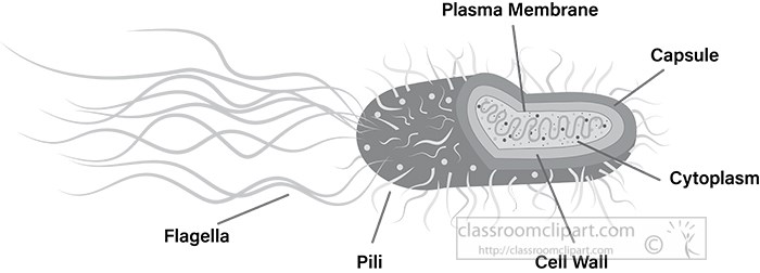 bacteria-cross-section-labeled-parts-vector-gray-color.jpg