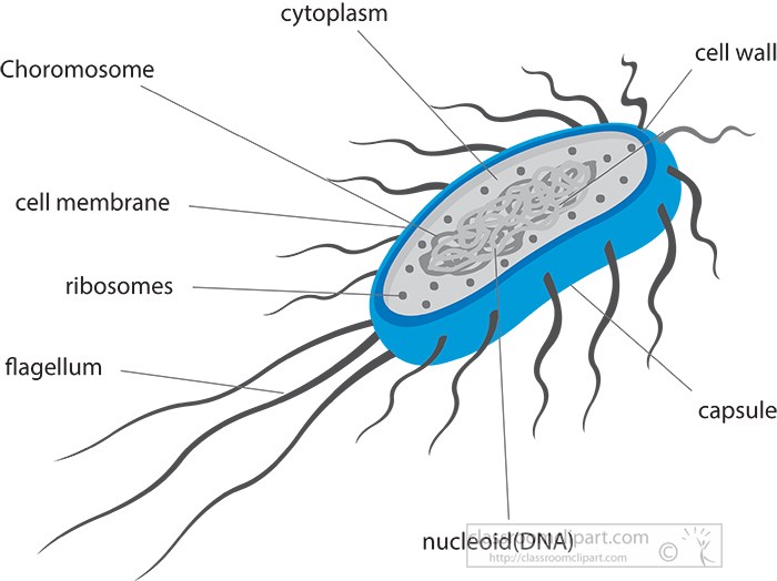 cross-section-of-bacteria-e-coli-illustrated-gray-color.jpg
