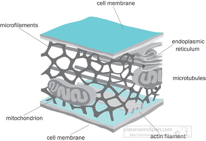 cytoskeleton-cell-membrane-gray-color.jpg