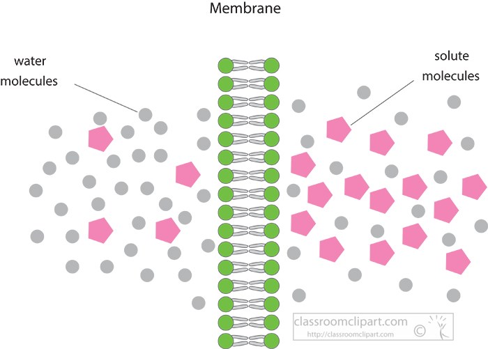 illustration-osmosis-through-cell-membrane-gray-color.jpg